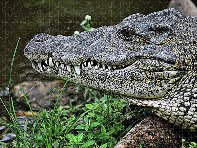 Alligator